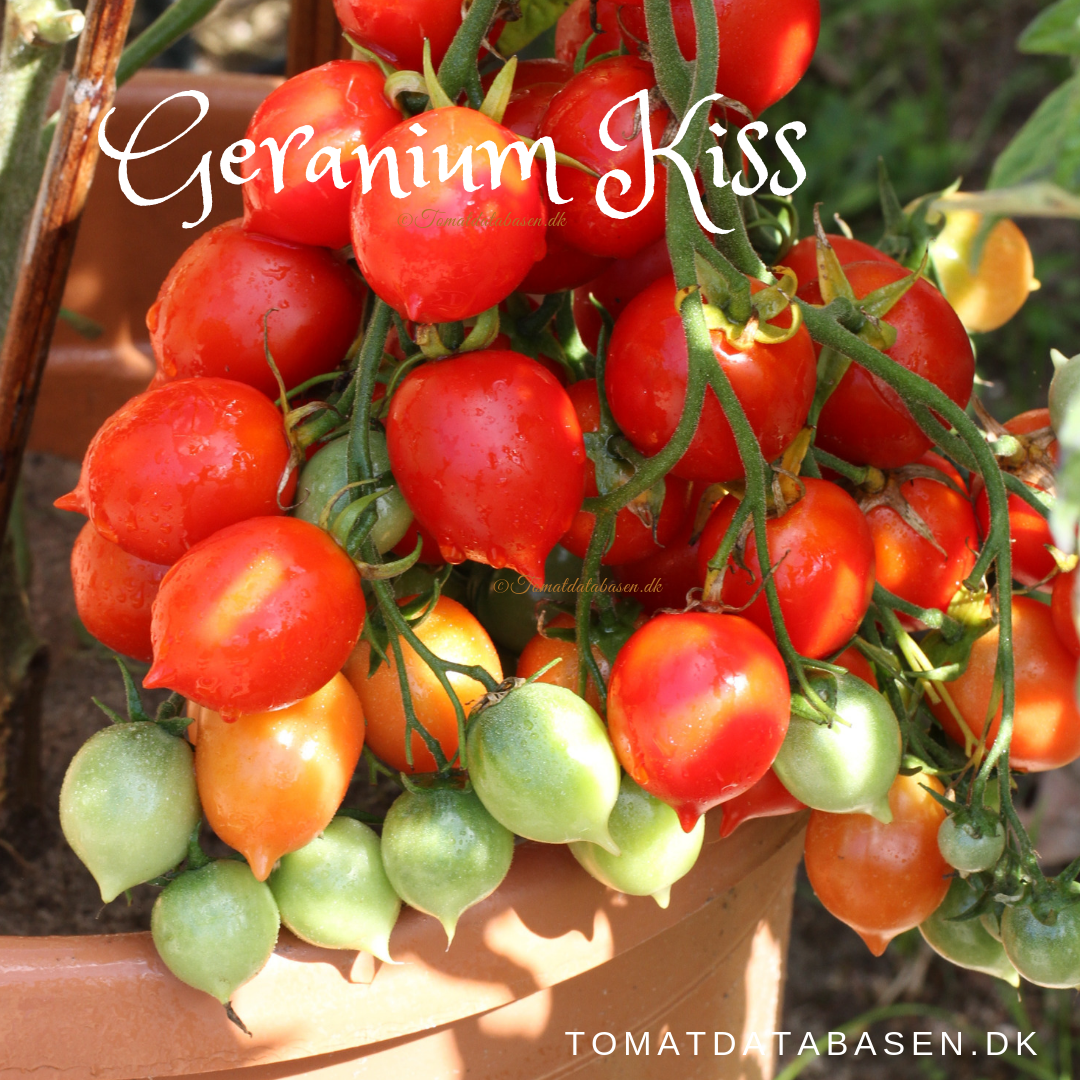 Geranium Kiss